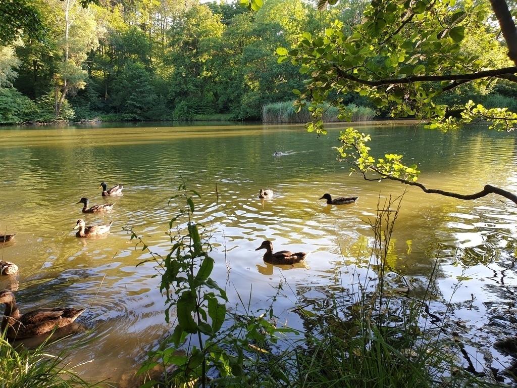 Duck pond in the Vienna Woods (Hanslteich)
