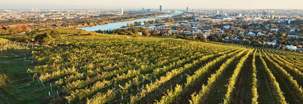 Wineyards with view over Vienna