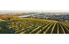 Wineyards with view over Vienna