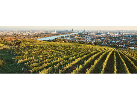 Wineyards with view over Vienna