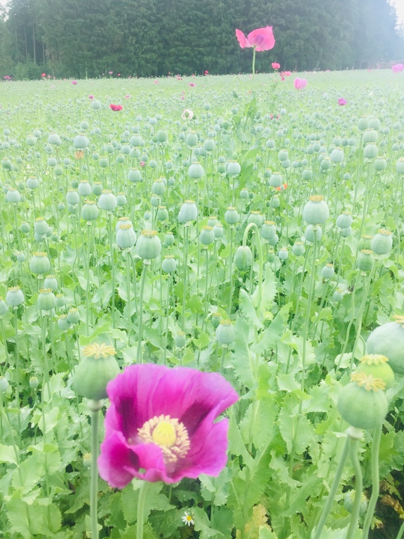 Poppy fields around us