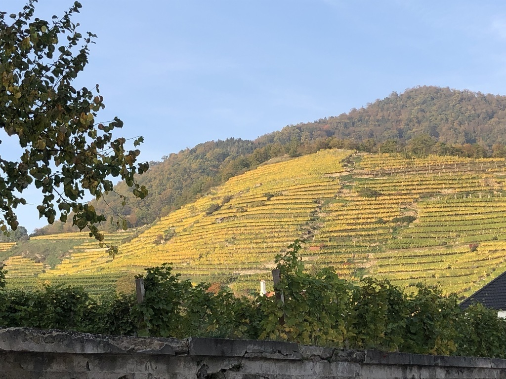 Wineyards typical for the area