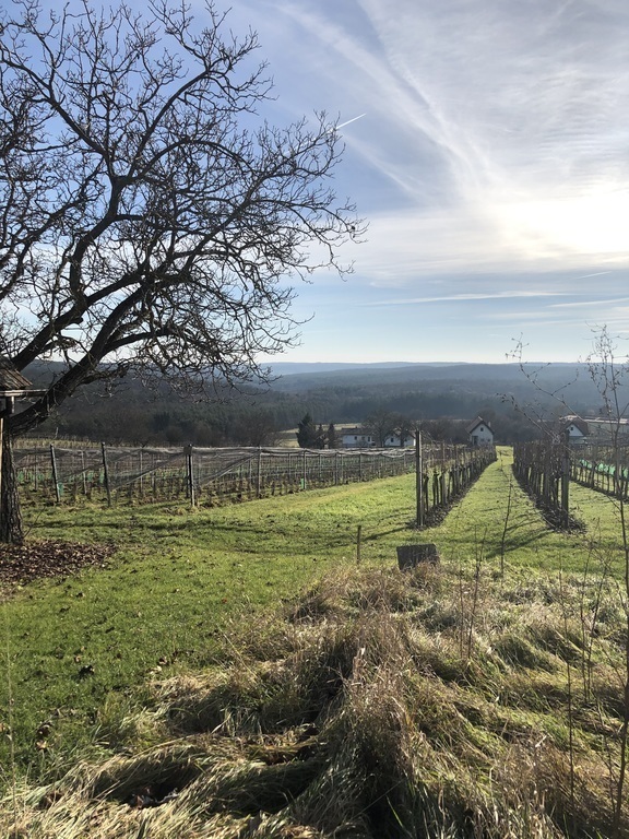 View from a vineyard in Csaterberg