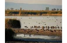 Neusiedlersee, 45 min with the car, close to Hungary you will get the impression of the Pannonian Basin with many birds