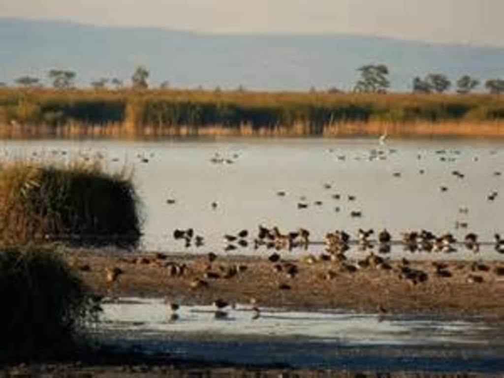 Neusiedlersee, 45 min with the car, close to Hungary you will get the impression of the Pannonian Basin with many birds