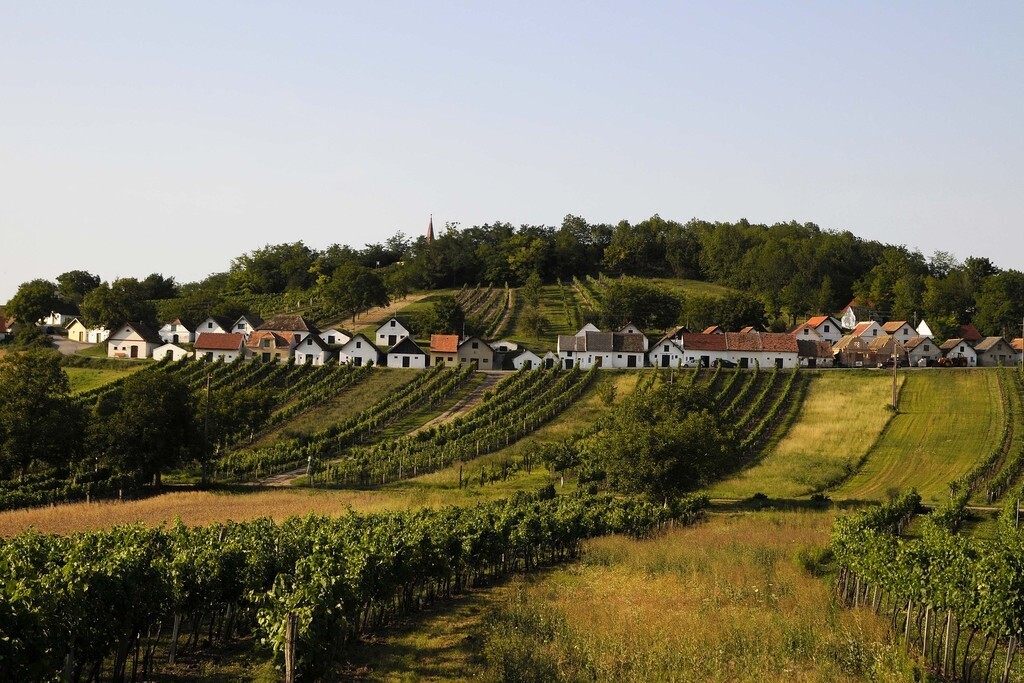 soft hills and vineyards in our region