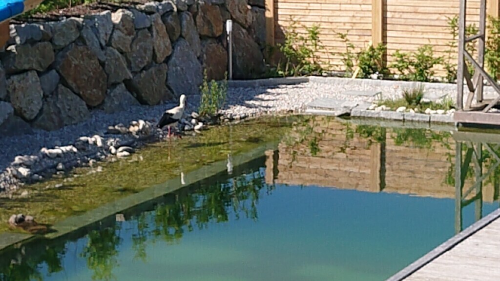 "our" stork in the pond