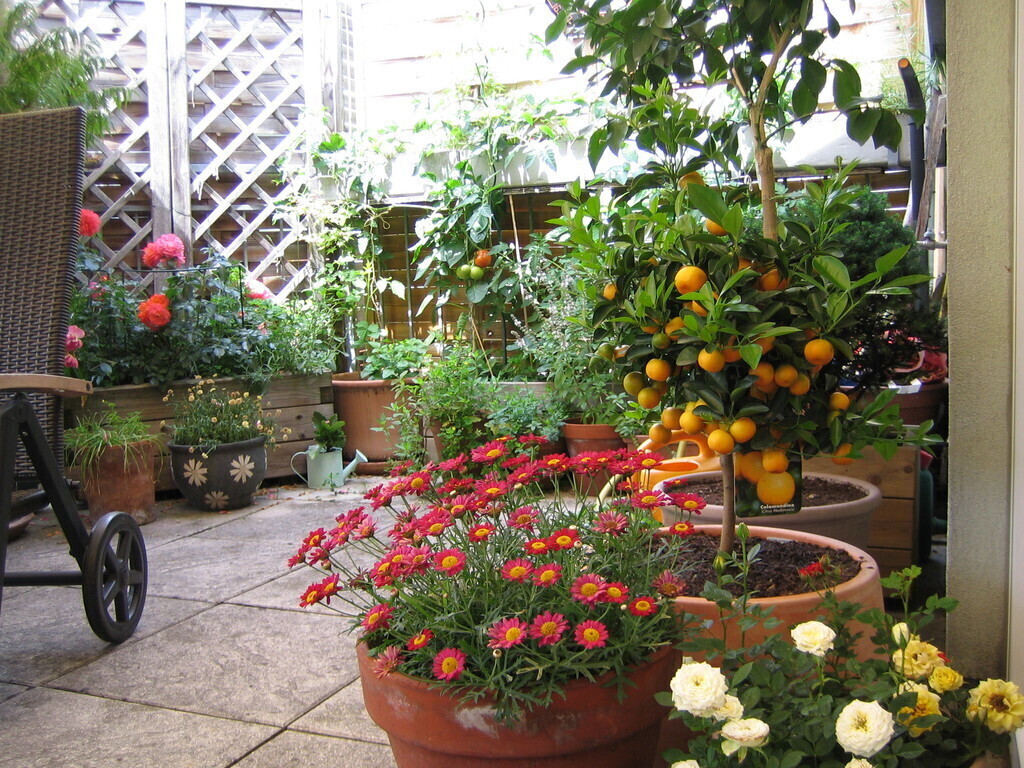 terrace, in summer with tomatoes, strawberries and herbs, ...