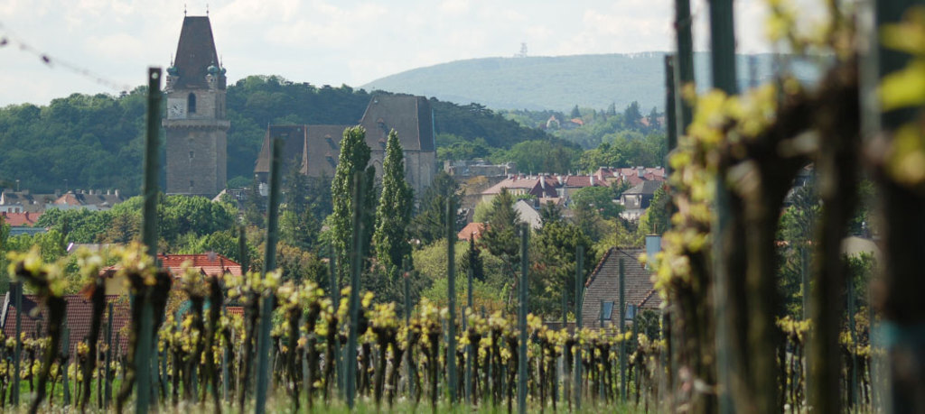Vinyards very close to our house