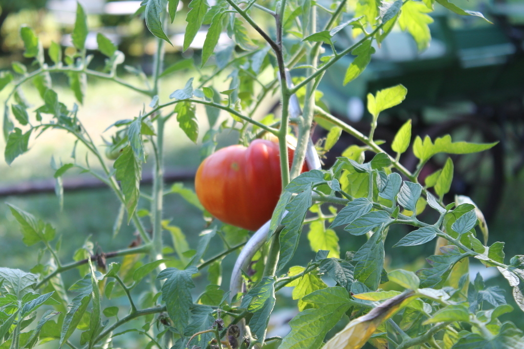 tomatoes - if there are you may help yourself ... :-)