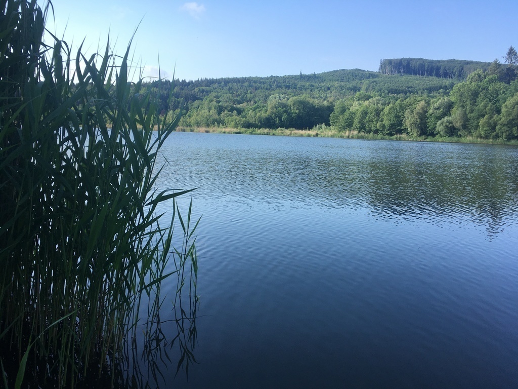 "Wienerwaldsee" (5 min by car; for walking, jogging, unfortunately not for swimming...)