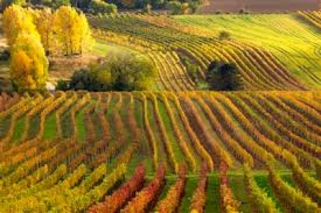 Weinberge unweit unseres Hauses/ vineyards in the surroundings/ vignobles prés de chez nous