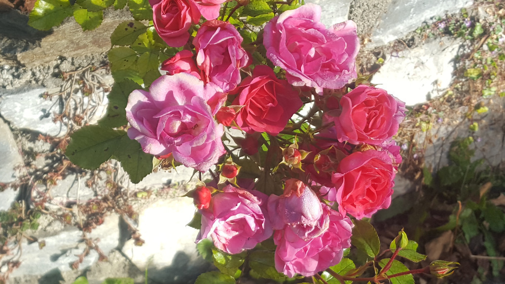 English roses in the front garden