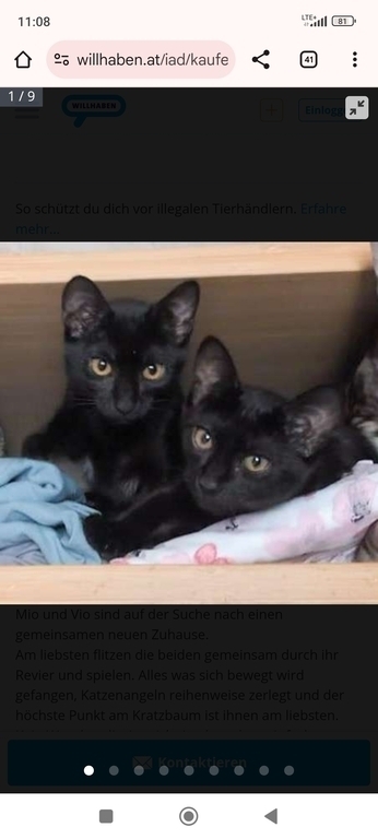 our cats Mio and Vio