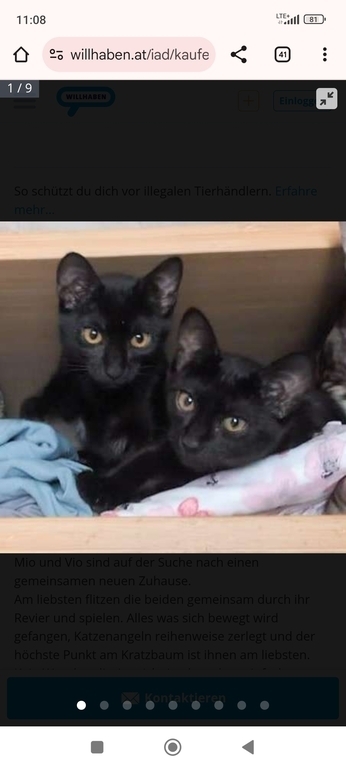 our cats Mio and Vio