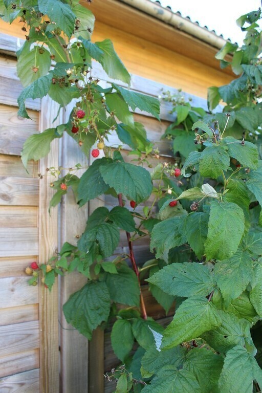 Raspberries waiting for you to pick them ;-)