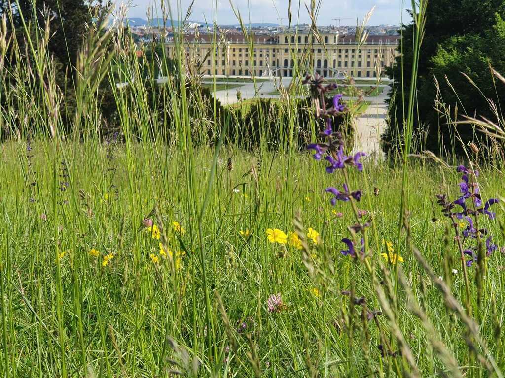 Blick auf Schloss Schönbrunn - View at the castle Schönbrunn 