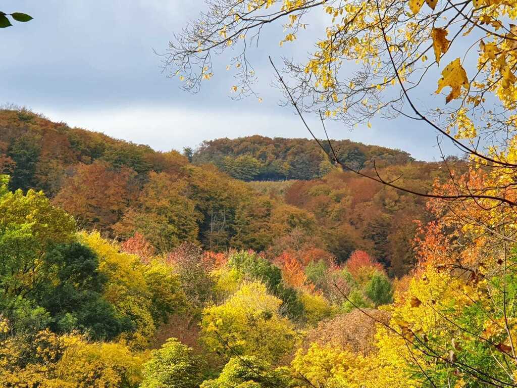Wanderung im Wienerwald im Herbst Stadtrundwanderweg Nr. 8- Hike in the Vienna Woods in autumn City circular hiking trail Nr. 8t