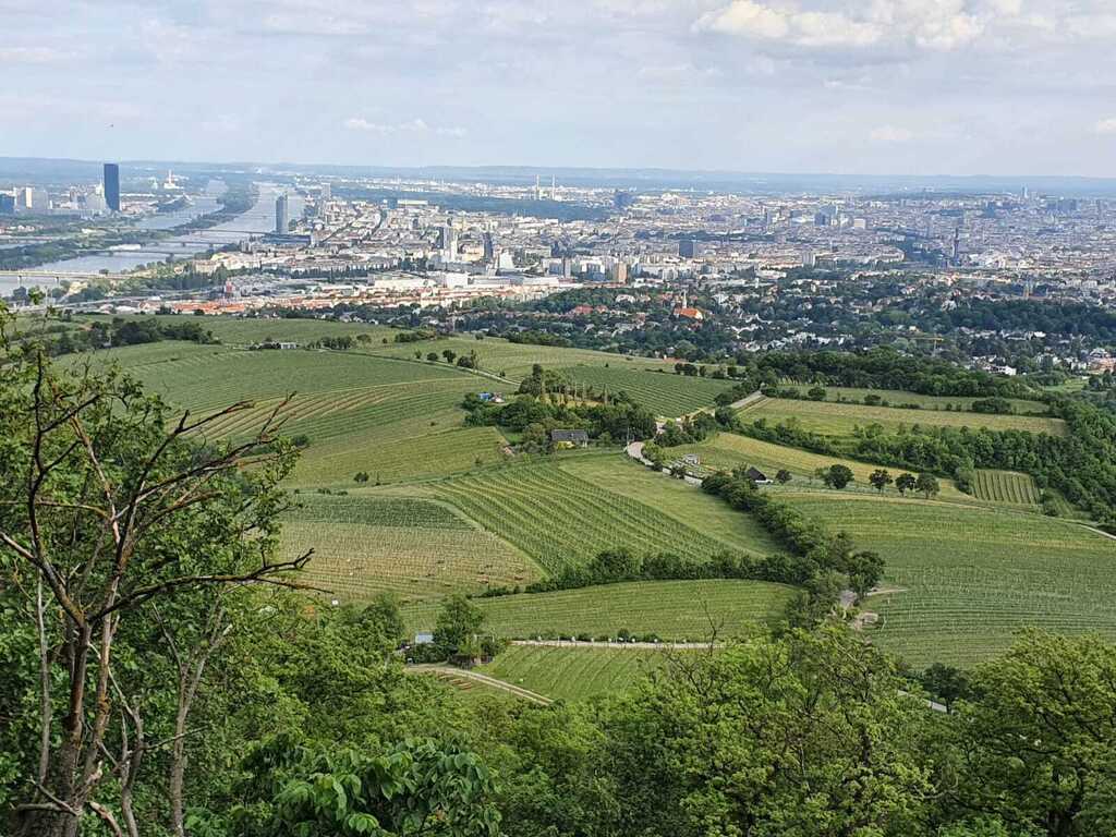Blick auf Wien in den Weinbergen - Viennaview at the vinyards