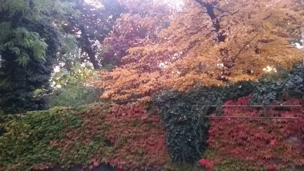 Blick in den Hof im Herbst - View in the yard in autumn