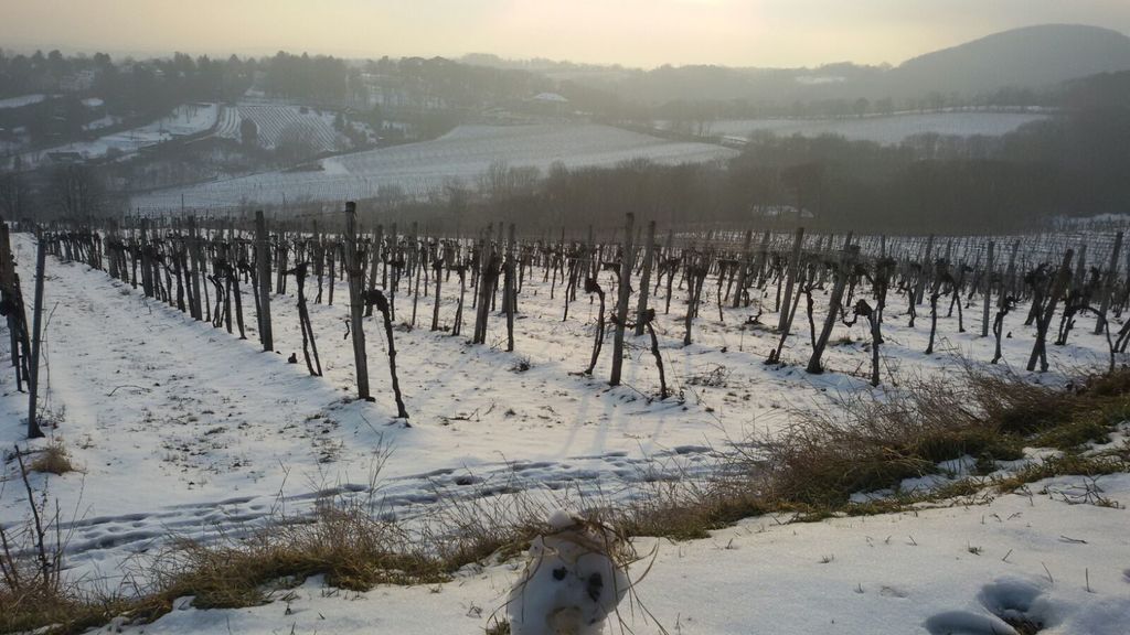 Winterweinwandern - Vinyardhiking in winter