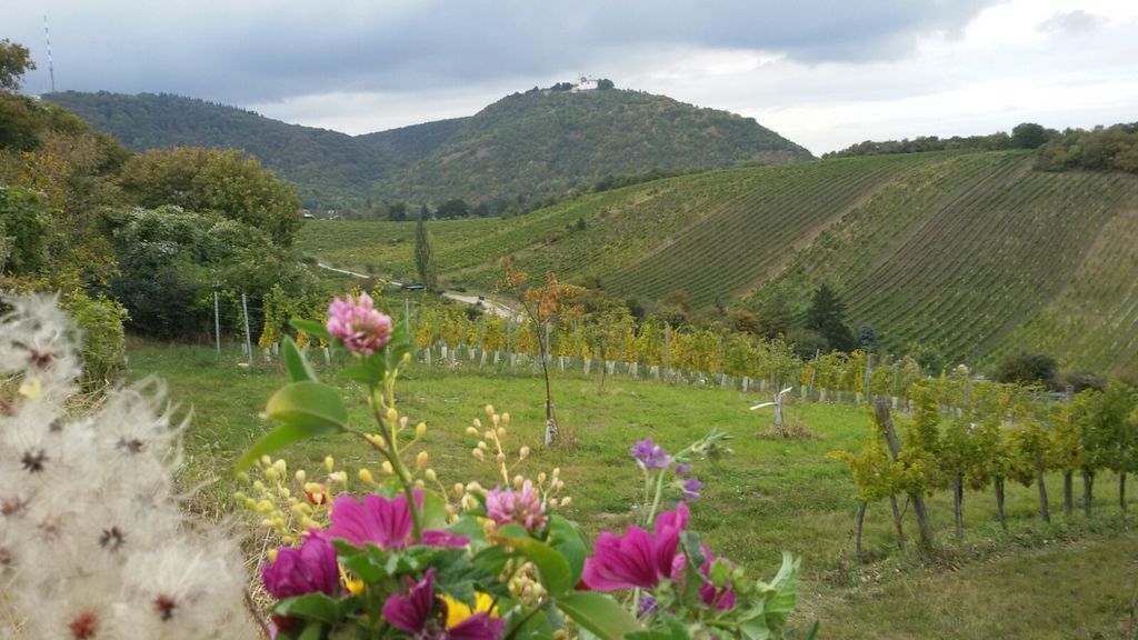 Blick auf Kahlen& Leopoldsberg-Wandern in den Weinbergen - Hiking in the vineyards few the mountain Kahlenberg & Leopold.