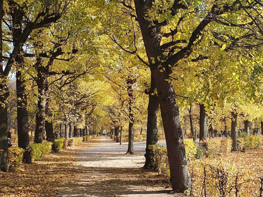 Schönbrunner Schlosspark im Herbst - Schönbrunn Palace Park in autumn