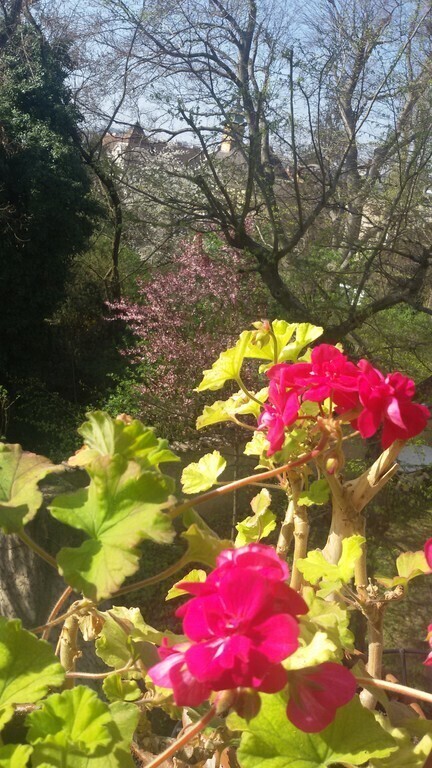 Blick vom Balkon im Frühling - View from the balcony in spring