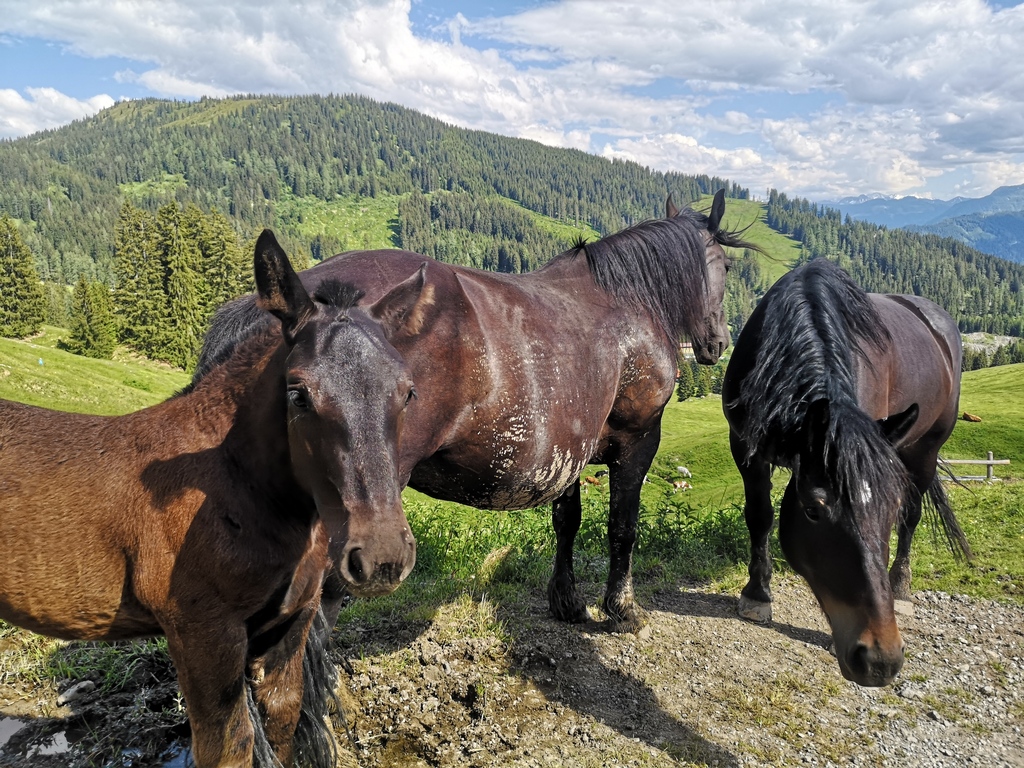 Hochkoenig