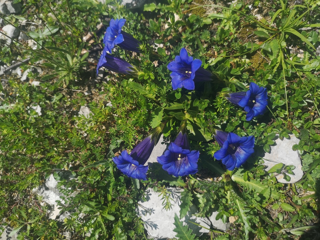 Hochkoenig flora