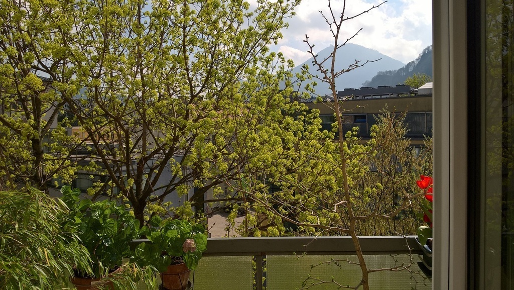 view from the kitchen