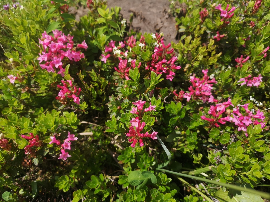 Hochkoenig flora