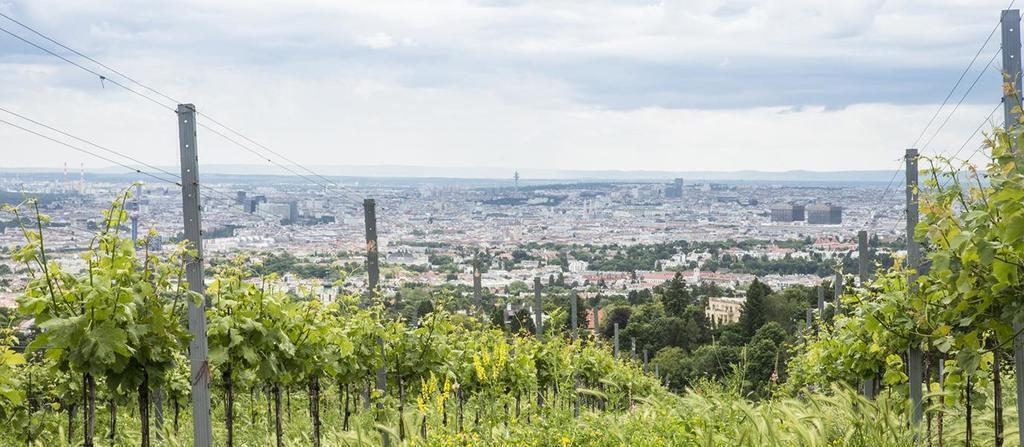 wineyard very close to our home
