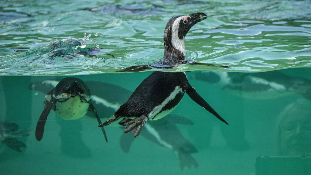 Zoo Salzburg (40km away)