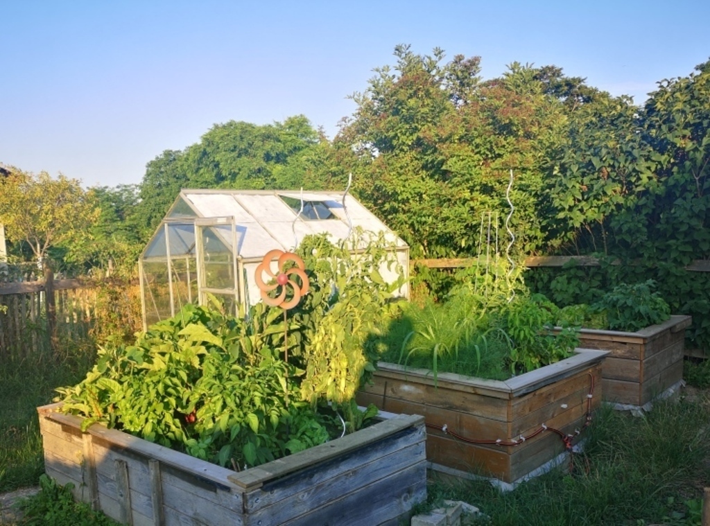 Pick some vegetables from our garden... 