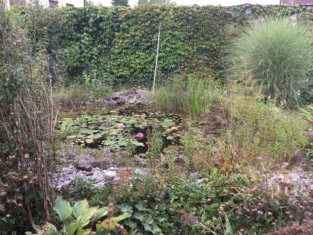 Gartenteich 