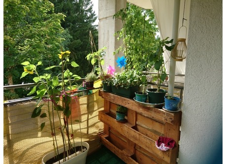 Balkon im Sommer / balcony during summer