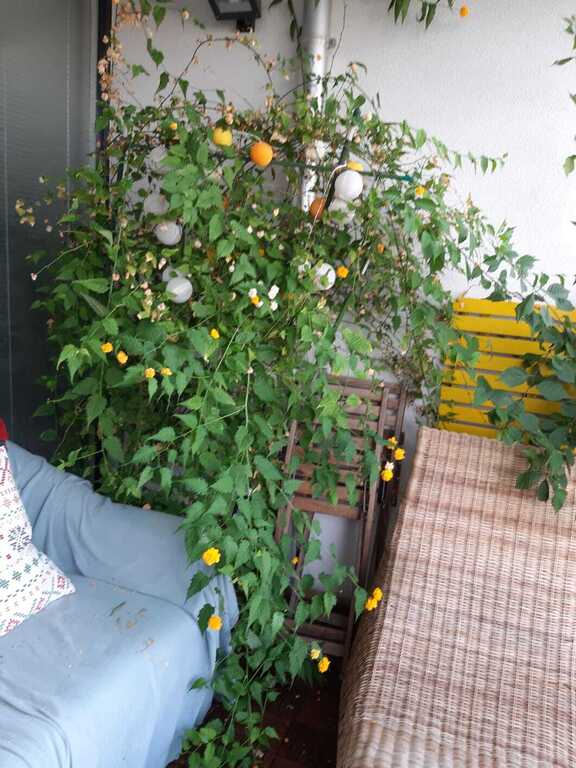 Sunny spacious balcony with a couch 