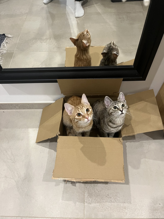 At their passionate hobby sitting in boxes