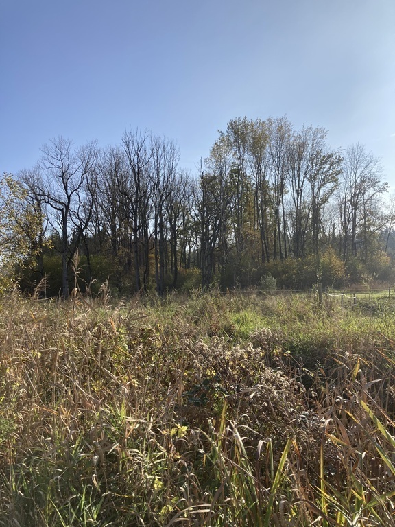 Nußdorfer Au, ein Naherholungsgebiet in 6km Entfernung 