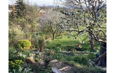 the view from the terrace into the garden in spring