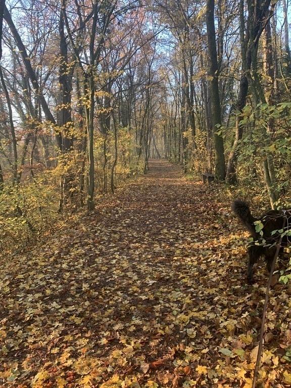 Wald hinterm Haus "Erlaufschlucht"