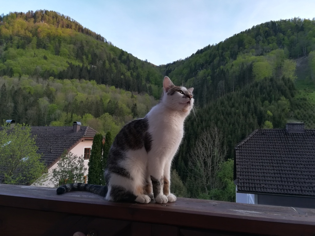 our cat "Domino"(living outside)