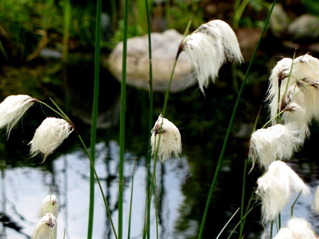 Biotope in our garden