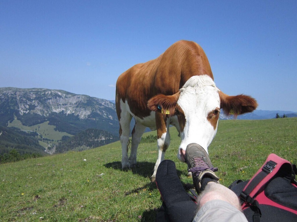a cow tries to eat me...