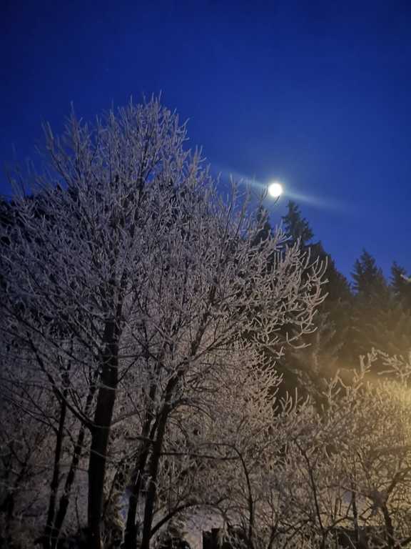 Front garden at night
