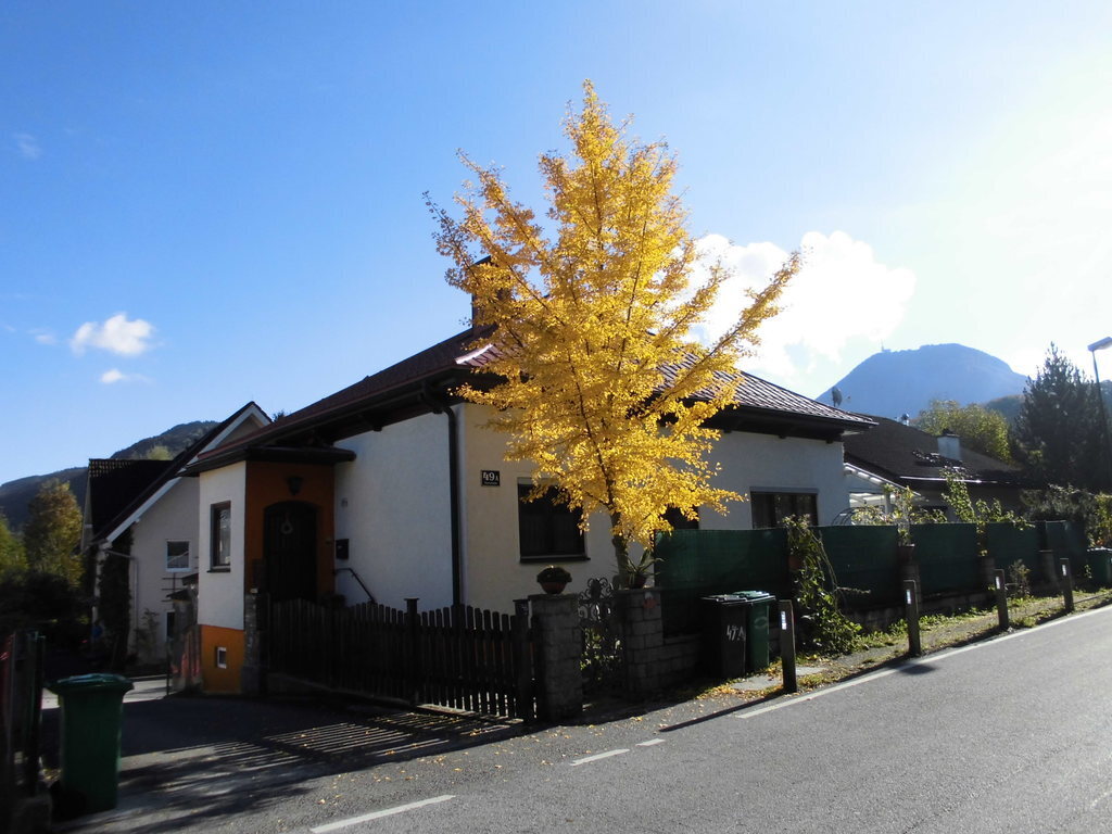 House with gingko tree