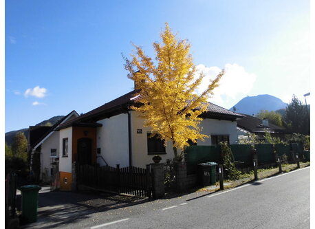 House with gingko tree