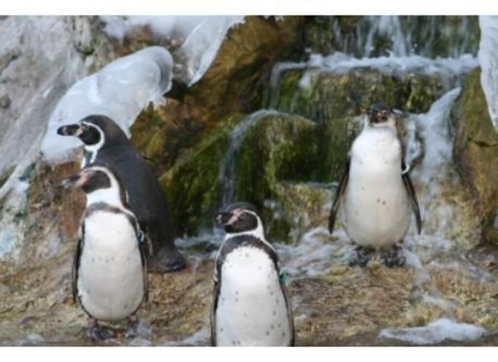 Meine Lieblingstiere