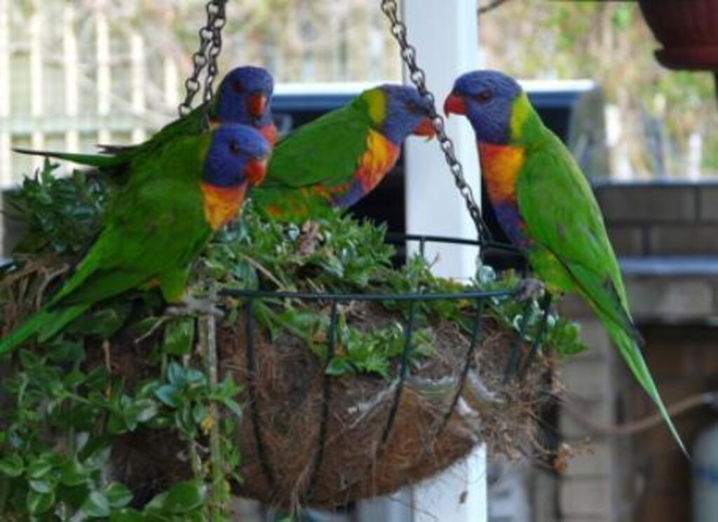 Rainbow Lorikeets